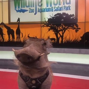 1.5K views · 133 reactions | Happy Warthog Wednesday! #waylon #warthogwednesday #humpday #cutenessoverload #ambassador Kristy Morcom | Wildlife World Zoo | Facebook