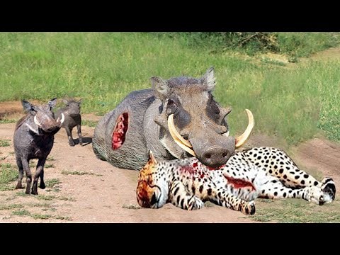 Incredible! Warthog Defeats Ferocious Leopard For Life In Leopard's Terrifying Hunt| Survival Battle