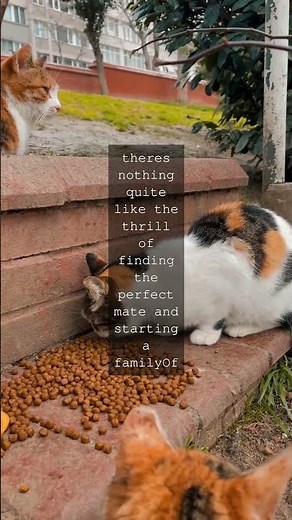 The Tomcats Tale A Journey to MaturityAs a tomcat Ive reached an exciting milestone Im...