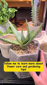 16K views · 352 reactions | Repurpose small plastic pots by adding extra holes to improve drainage and aeration, preventing root rot after repotting. A simple hack for healthier plants! #GardeningTips #PlantCare #DIYGarden #Succulents #IndoorPlants #GardeningHacks #gardening #gardenizi #gardeninspiration | Garden Lovers | Facebook