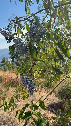 Y’all are definitely loving our Elderberry Rose Hip kits! So much so that we’re down to 5 left for a while. We’ve been out harvesting elderberries & rose hips like crazy. We will most definitely have more kits available, but it’ll be a couple weeks. So if you’ve been wanting to get your hands on some delish elderberry rose hip syrup, hurry!! These make the most thoughtful & beautiful gifts. Grab one for you & one for them. Or grab all 5!! Once we sell out make sure to get on our waiting list so