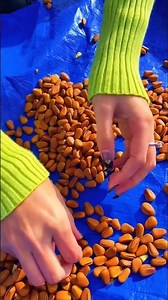 41M Pistachio ASMR Nuts Pile unboxing video enjoy 🤳#pistachio #dryfruits