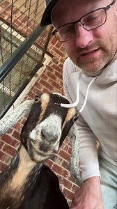 Baby goat watch update. #ranchlife #goatlife #ranching #goat #nubiangoats #goatsofinstagram #ranch #nubian | Hot Mess Ranch