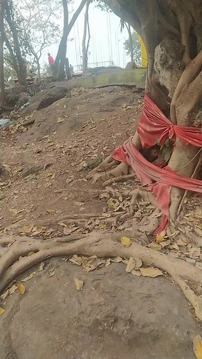 Nature of | Miami beach live 11