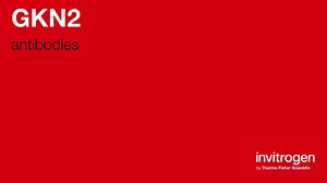 GKN2 antibodies from Thermo Fisher Scientific