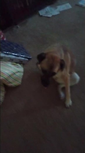 Good Dog 🐕licking her butt