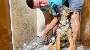 German shepherd puppy strongly disagrees with bath