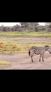 2.4M views · 561 reactions | Looks like this Zebra was tired of...