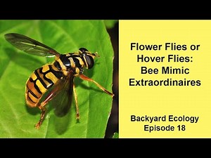 Flower Flies or Hover Flies: Bee Mimic Extraordinaires