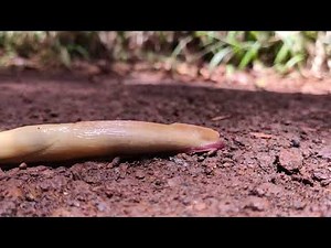 What is hermaphroditism and how does it happen