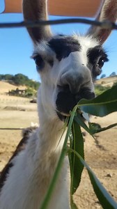 4.1K views · 170 reactions | Meet Turkey the llama — one of the...