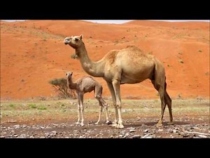 Camel Sound Effect