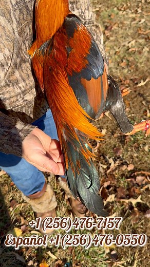 7.6K views · 343 reactions |  Light colored Asil Stag with beautiful colors  #hawaiianrooster #galleras #gamefowls #gamefowlbreeder #gallofina #gallofino #boneyardfarm | Boneyard farm | Facebook