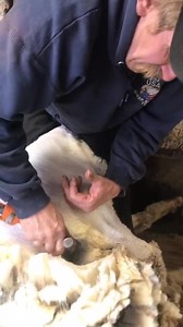 9.6K views · 126 reactions | Shear bliss  cr: coreybricker | Shearing Industry Culture | Facebook