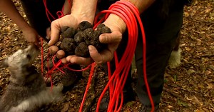 Najdroższe grzyby świata rosną w Polsce. Jak znaleźć trufle?