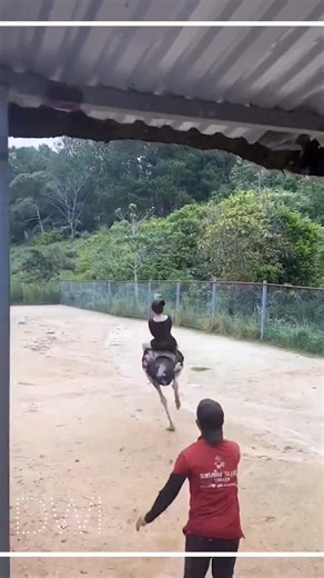 40K views · 318 reactions | Isit the girl screaming or the ostrich laughing?  | Damn Worth It | Facebook