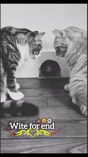 Hilarious Funny Videos & Memes Compilation
