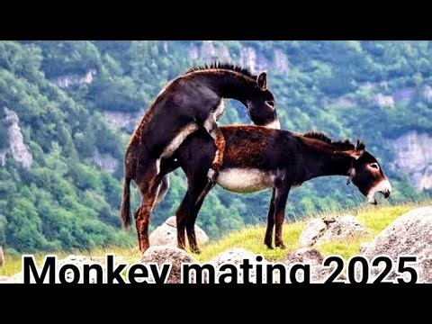 Nature’s Romance: How Monkeys Mate July 2025