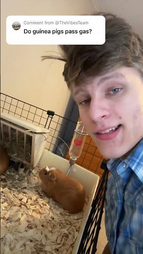 Do guinea pigs fart?￼