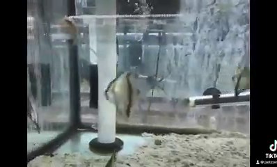 "Introducing the Mono Sebae Fish: A Graceful Beauty of the Brackish...