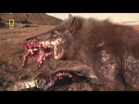 National geographic Documentary - Prehistoric predators - Wildlife Animals