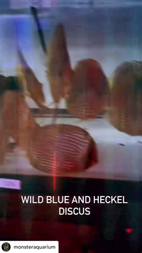 @monsteraquarium Wild Discus from Peru, scientifically known as Symphysodon spp., are captivating freshwater fish prized for their vibrant colors and distinctive body shape. Found in the Amazon River basin and its tributaries, these fish inhabit slow-moving waters with dense vegetation. Wild Discus exhibit a range of color variations, including shades of blue, green, red, and brown, with intricate patterns adorning their bodies. They are known for their social behavior and form tight-knit groups