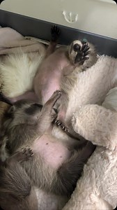 Cuddle pile 🥰 | Procyon Wildlife