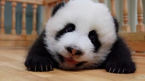 24K views · 5K reactions | Sometimes it’s difficult for pandas’ faces to fit the screen. Because their big round faces with loads of cuteness are too much to handle. #PandaTheatre | iPanda | Facebook