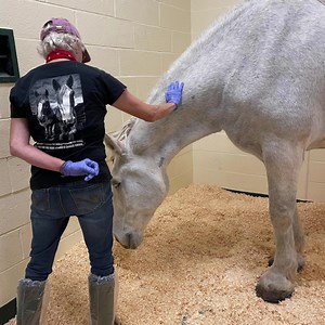 Happy Monday from Spencer! Yesterday, we visited Tufts to visit our special man and bring him all your love and positive thoughts. He's doing well and they've started him back on his grain. It was touch and go with our big Percheron, but he seems to have turned the corner. We will keep you updated as we receive news. There aren't enough thank yous in the world for all you do for us and our horses. We know you love them as much as we do. Thank you for taking this journey with us. So, on his speci