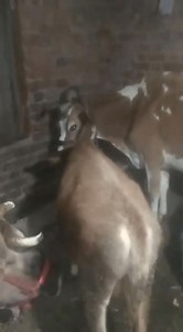 33K views · 469 reactions | 6006582758. Asalamualaikum hope all friends are fine 3rd lactation cow with male calf 3month old is looking for new home at PULWAMA. 9 kg milk present Call him for more details 6006582758. #cows #post #viralvideochallenge #viralreelschallenge Follow sheep seller ang For ADD PROMOTION CONTACT 77808 37312 Thanks to all brothers who support  ❤️   ♥️ | sheep seller ang | Facebook