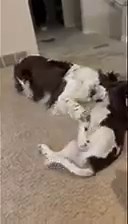 Mo from the Montana litter out of Nela and Kroy and Max an Oliver daughter | Yellowstone Springers