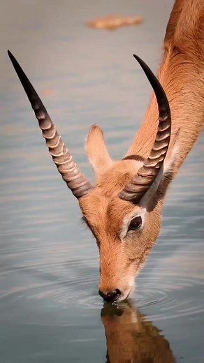 Wonderful beauty 🤎🤎🤎🤎 | Fan 0F Photograpy