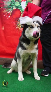 Bring A Shelter Pet Home for The Holidays! Department of Animal Services is offering a Home for the Holidays event where adoption fees are reduced or free for approved applicants (other fees still apply). The price for the required fees is as follows: *$10 rabies *$10 microchip (usually $20) *Price varies on licensing depending on if they are an Apple Valley resident or within the County and duration of license. *40 deposit for spay/neuter may apply For a list of our “Adoptable Pets” and animals