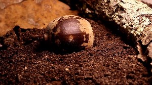 Watch this and you'll never look at an acorn the same way again! When acorns fall to the ground, the acorn weevil larvae cut exit holes and emerge, immediately burrowing underground where they will spend the winter. Squirrels are able to differentiate between acorns that have weevil larvae and those that don’t, so many of the acorns you find on the ground are probably inhabited by larvae, as the squirrels have passed them up. | The Nature Conservancy in Pennsylvania