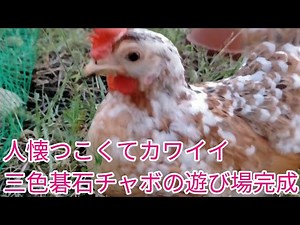 気に入ってくれるかな！？新入りチャボちゃんに専用遊び場スペースを作って見ました。