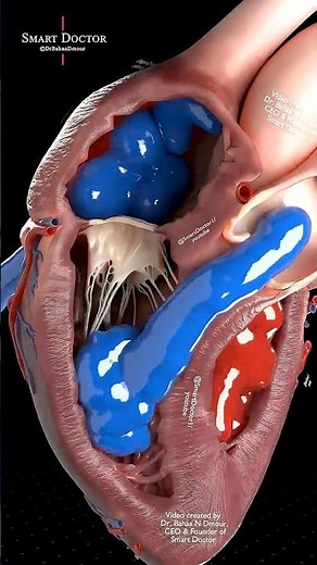 A New View Inside Your Heart ❤️