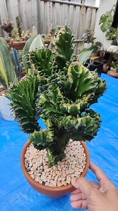 Crested Euphorbia Lactea Variegata 😍 #bikolanahardinera #euphorbia #euphorbialover #crestedeuphorbia #euphorbialactea #succulents #succulentgarden #plantita #succulentlove #succulentcollection #succulentaddict #plantitas #lovesucculents | Bikolanahardinera