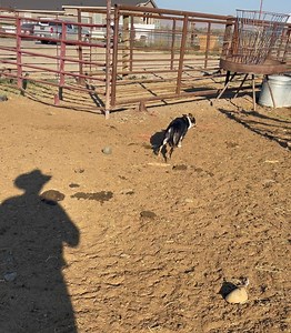 78K views · 3.2K reactions | Loading cattle with Satus Ben | Satus Stockdogs & Livestock LLC | Facebook