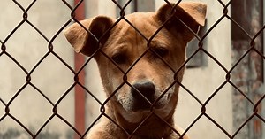 Behind Pet Shop Windows Lies a Factory of Cruelty | GreaterGood