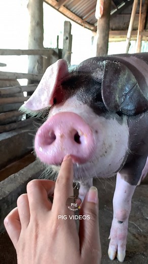 Pretty ❤️ #pig #piggy #pigs #pigsofinstagram #minipig #animals #love #cute #piglets #piglife #pigstagram #piggies #oink #pork #guineapig #piglets #minipigs #piglove #cutepig #petpig #piglover #farm #pigsaspets #farm #piggy #piglets #pigbreed #breeding #superpigbreed #pigfarmingforbeginner #technologypigfarming | Pig Videos