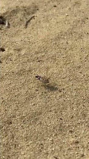 Ghost tiger beetle