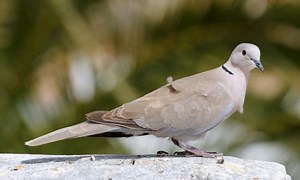 WATCH: How catfish taught themselves to snag pigeons for lunch