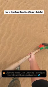 🔥 Ultimate Razor Clam Catching Technique! Crazy Beach Digging Adventure 🌊 Ever seen someone hunt razor clams like this? In today's wild beach foraging adventure, I take you step-by-step through an intense, almost unbelievable method of catching giant razor clams hidden deep under the sand. From spotting fake holes to identifying the real escape routes, this is not just seafood hunting, this is strategy, patience, and pure instinct. If you've ever walked along beaches in California, Florida, or