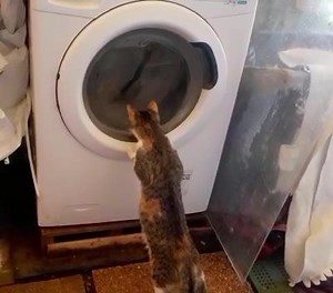 Al rifugio non abbiamo la televisione, ma anche la lavatrice ha dei programmi interessanti , la centrifuga ad esempio non ti stancheresti mai di guardarla 😂😂😂 Buona giornata da Cora 😻😻😻 | Ata Versilia ODV - Rifugio "I Mìciottoli"