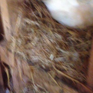 22 reactions | Our sweet Delaware hen is hardcore broody this week, so I'll let her hatch some eggs  #homesteading #chickens #broody | Amy K. Fewell | Facebook