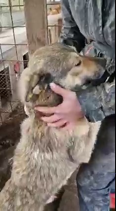 22K views · 955 reactions | POLDO haben wir ganz verzweifelt...