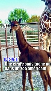 Aux États-Unis, une girafe sans tache naît dans un zoo | 20 Minutes
