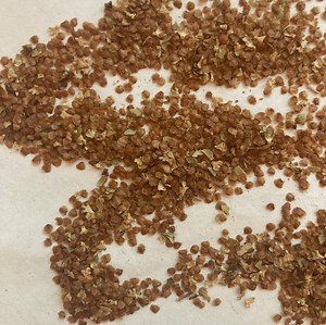 American Dwarf Birch Tree Seeds (betula Glandulosa) - Etsy