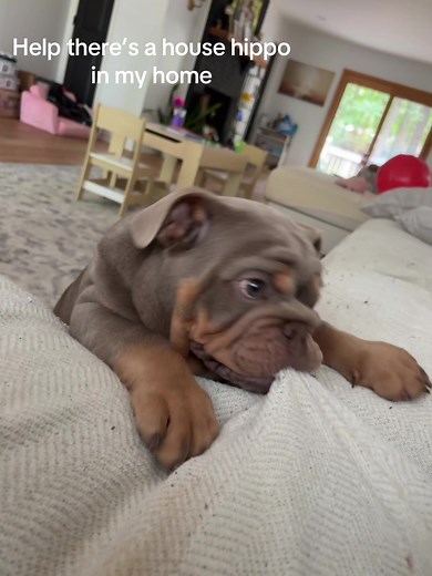 Help! There's a House Hippo Taking Over My Home