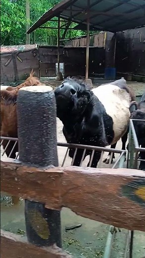 big cows 🐄🐄#shorts #viralvideos #trending #cow